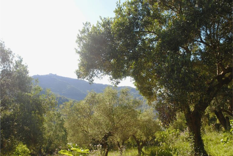 WhatsApp Image 2025-06-15 at 20.25