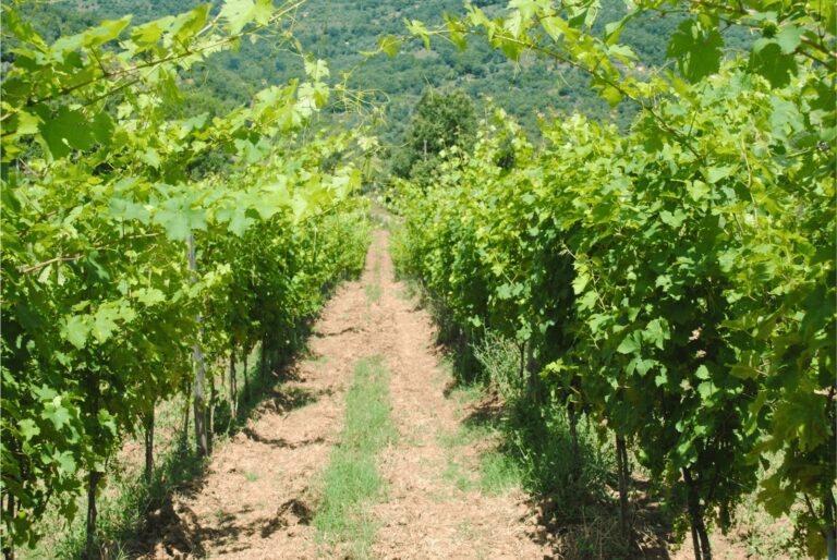 WhatsApp Image 2025-06-15 at 20.25