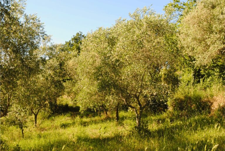 WhatsApp Image 2025-06-15 at 20.25